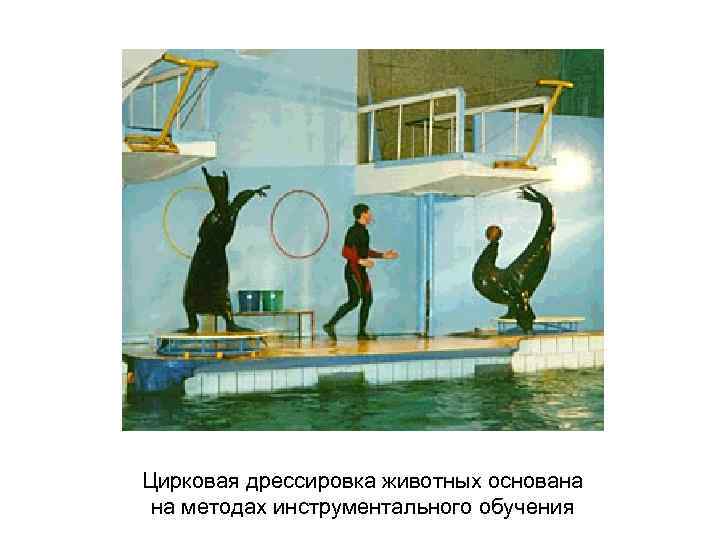Цирковая дрессировка животных основана на методах инструментального обучения 