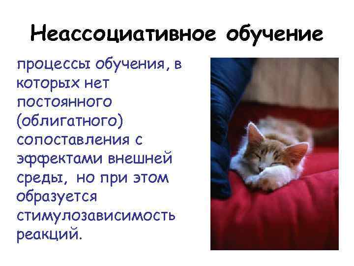 Неассоциативное обучение процессы обучения, в которых нет постоянного (облигатного) сопоставления с эффектами внешней среды,