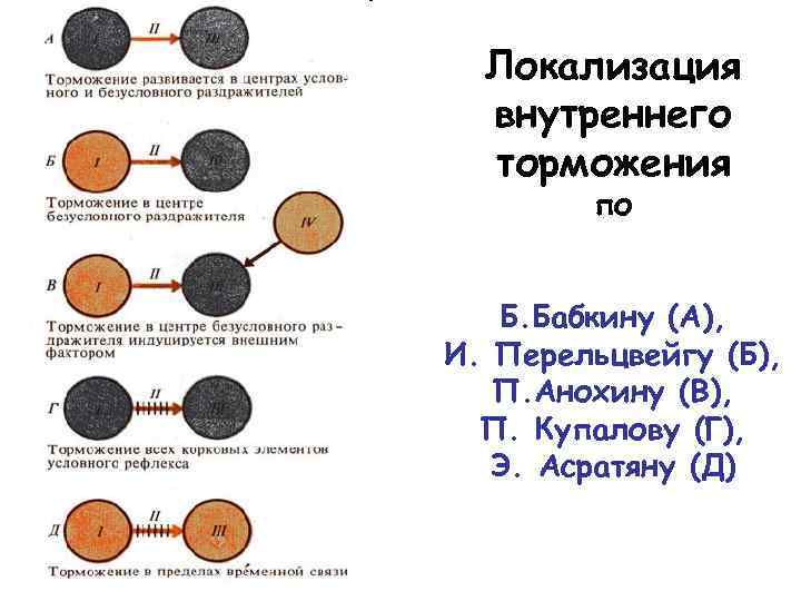 Локализация внутреннего торможения по Б. Бабкину (А), И. Перельцвейгу (Б), П. Анохину (В), П.