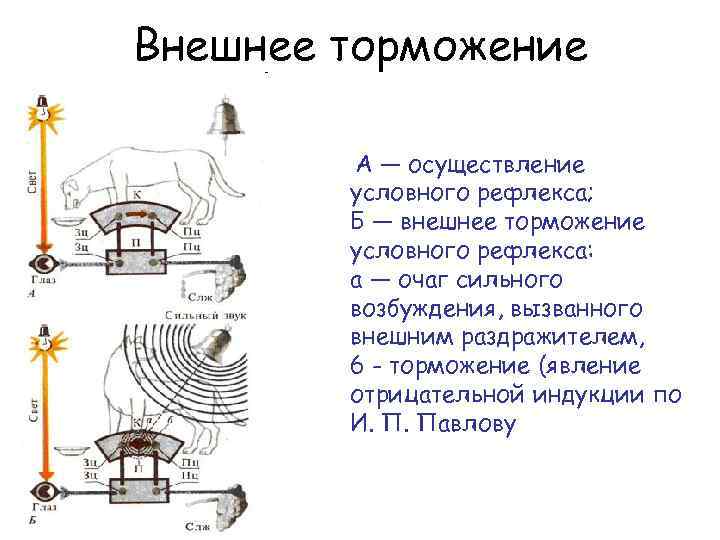 Нарисуйте схему развития внешнего торможения рис 3081