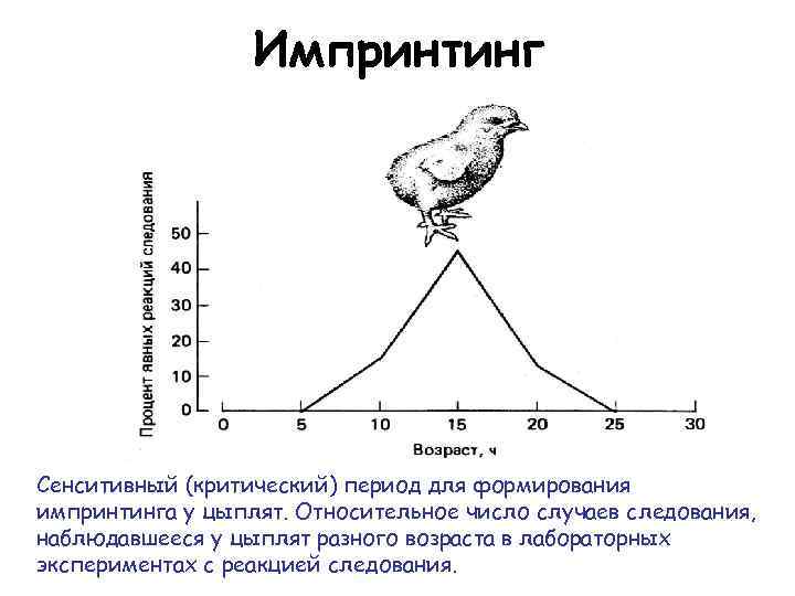 Импринтинг Сенситивный (критический) период для формирования импринтинга у цыплят. Относительное число случаев следования, наблюдавшееся