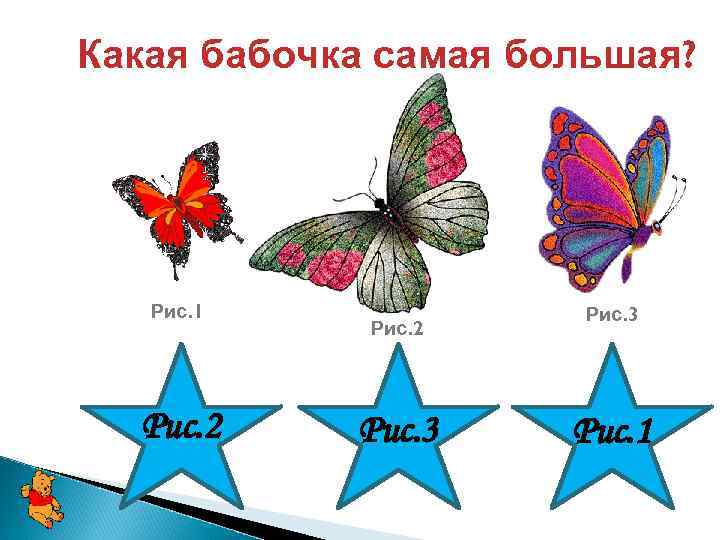 Какая бабочка самая большая? Рис. 1 Рис. 2 Рис. 3 Рис. 1 