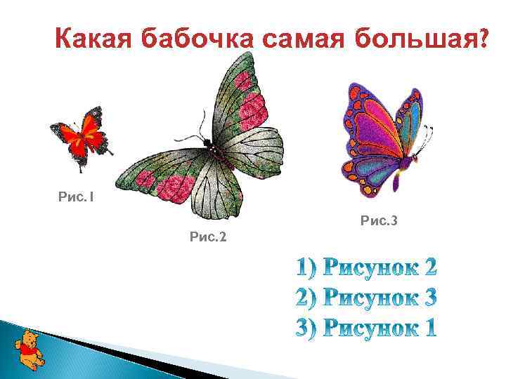 Какая бабочка самая большая? Рис. 1 Рис. 3 Рис. 2 