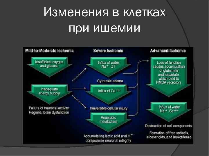 Изменения в клетках при ишемии 