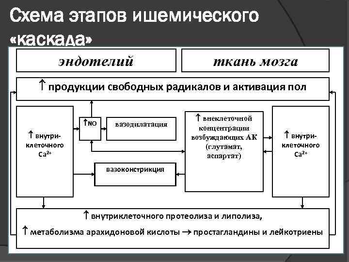 Схема этапов ишемического «каскада» эндотелий ткань мозга продукции свободных радикалов и активация пол NO