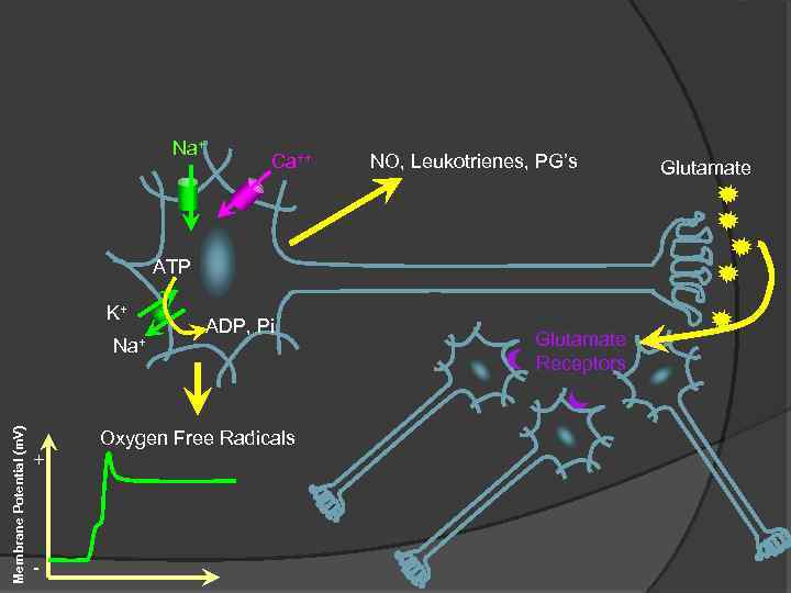 Na+ Ca++ NO, Leukotrienes, PG’s ATP K+ Membrane Potential (m. V) Na+ ADP, Pi