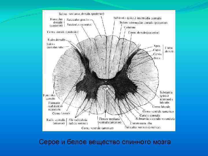 Серое и белое вещество спинного мозга 