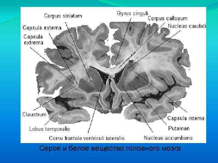Серое и белое вещество головного мозга 
