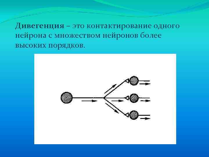 Дивегенция – это контактирование одного нейрона с множеством нейронов более высоких порядков. 