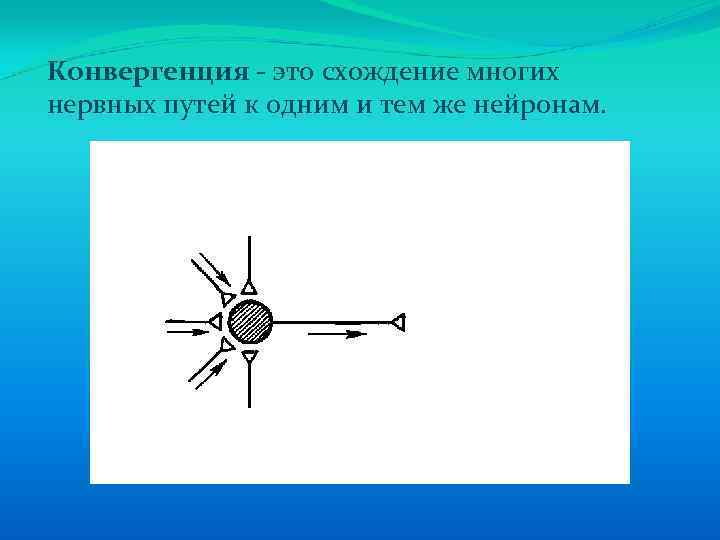 Конвергенция - это схождение многих нервных путей к одним и тем же нейронам. 