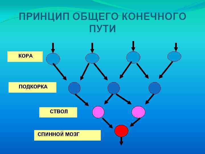 ПРИНЦИП ОБЩЕГО КОНЕЧНОГО ПУТИ КОРА ПОДКОРКА СТВОЛ СПИННОЙ МОЗГ 