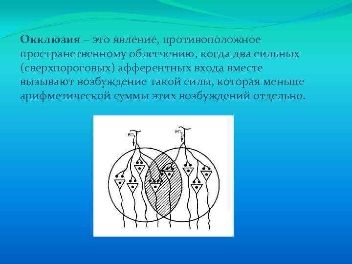 Окклюзия – это явление, противоположное пространственному облегчению, когда два сильных (сверхпороговых) афферентных входа вместе