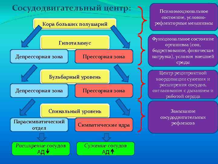 Сосудодвигательный центр: Кора больших полушарий Гипоталамус Депрессорная зона Прессорная зона Бульбарный уровень Депрессорная зона