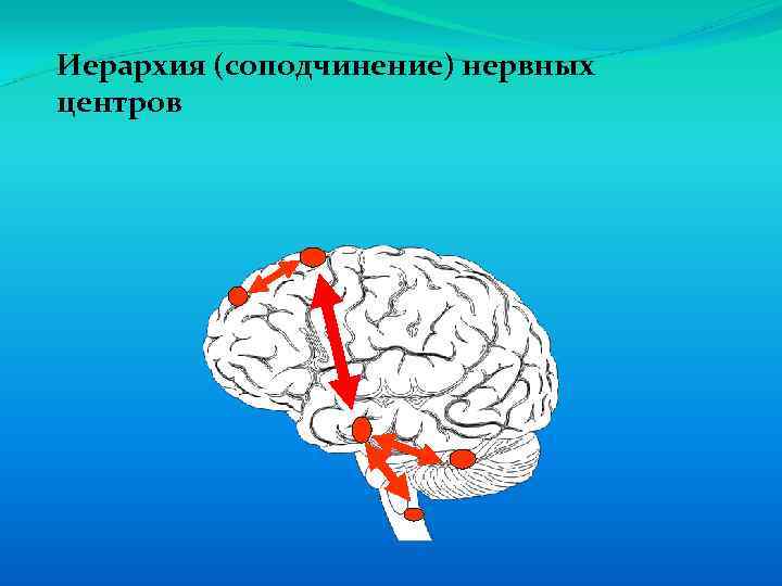Иерархия (соподчинение) нервных центров 