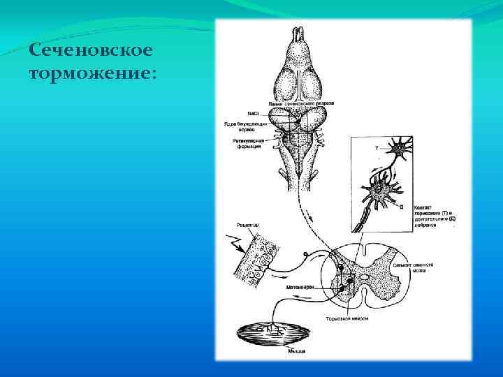 Схема нейрофизиологического механизма сеченовского торможения