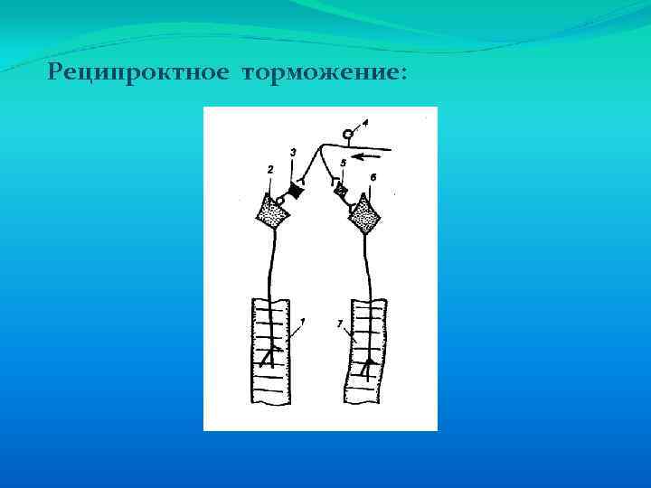 Реципроктное торможение: 