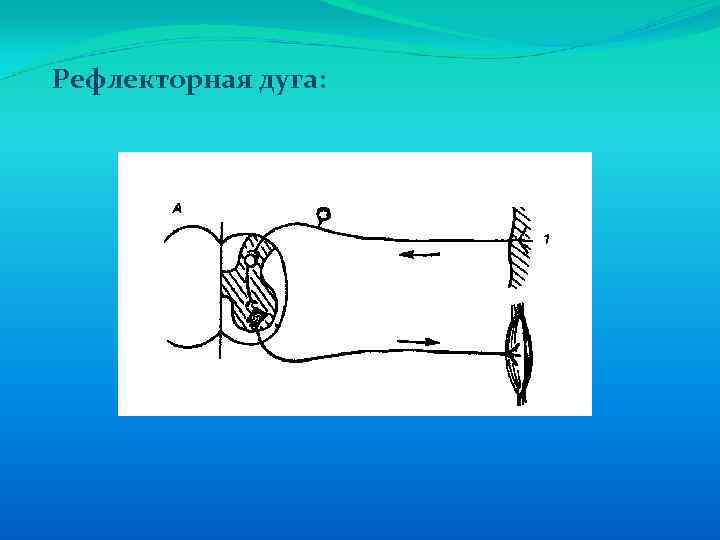 Рефлекторная дуга: 