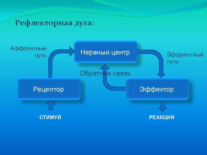 Рефлекторная дуга: Аффрентный путь Нервный центр Эффрентный путь Обратная связь Рецептор СТИМУЛ Эффектор РЕАКЦИЯ