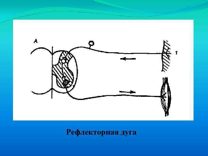 Схема рефлекторной дуги мигательного рефлекса