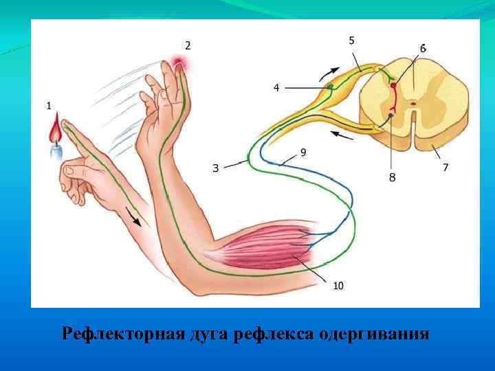 Рефлекторная дуга рефлекса одергивания 