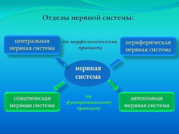 Отделы нервной системы: центральная нервная система по морфологическому принципу нервная система по функциональному принципу