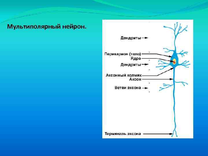 Схема мультиполярного нейрона