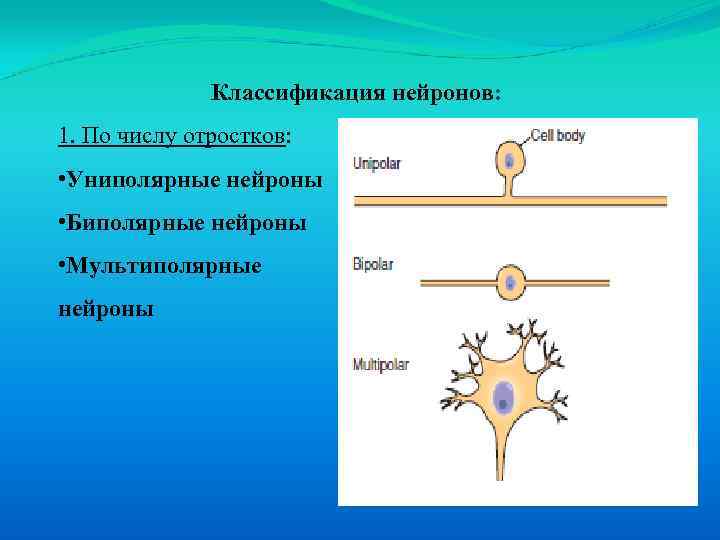 Классификация нейронов: 1. По числу отростков: • Униполярные нейроны • Биполярные нейроны • Мультиполярные