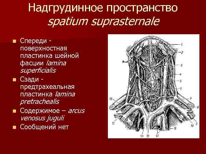 Надгрудинное пространство spatium suprasternale n Спереди поверхностная пластинка шейной фасции lamina superficialis n Сзади