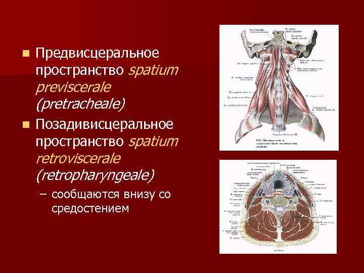 n Предвисцеральное пространство spatium previscerale (pretracheale) n Позадивисцеральное пространство spatium retroviscerale (retropharyngeale) – сообщаются