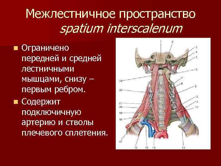 Межлестничное пространство spatium interscalenum Ограничено передней и средней лестничными мышцами, снизу – первым ребром.