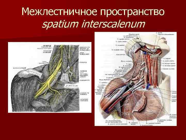 Межлестничное пространство spatium interscalenum 