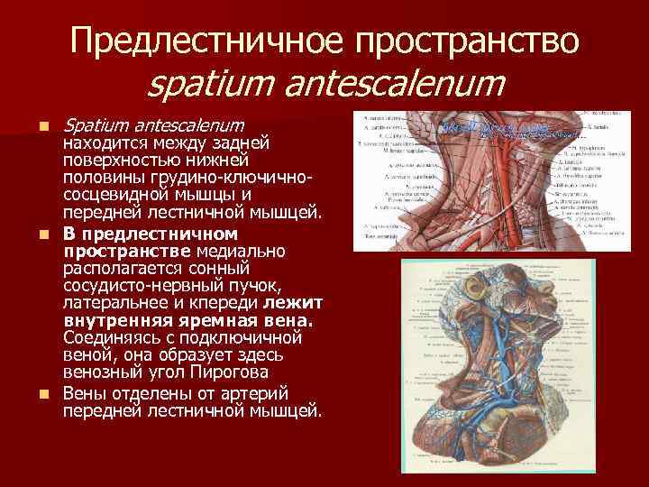 Предлестничное пространство spatium antescalenum n Spatium antescalenum находится между задней поверхностью нижней половины грудино-ключичнососцевидной