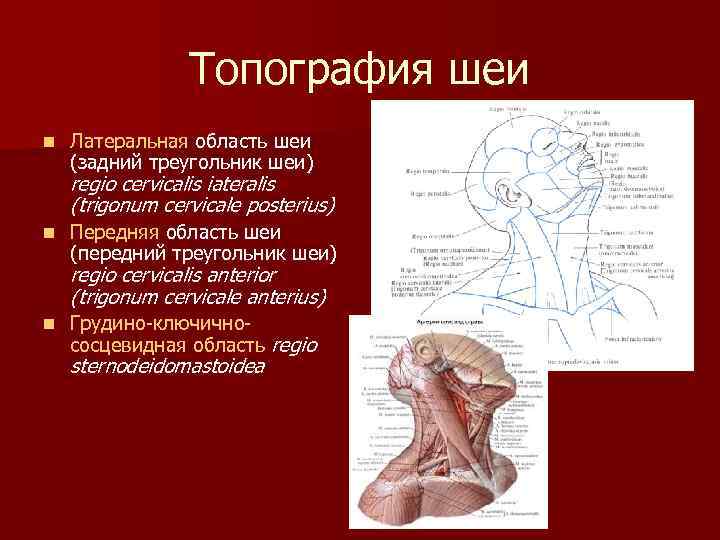 Топография шеи n Латеральная область шеи (задний треугольник шеи) regio cervicalis iateralis (trigonum cervicale