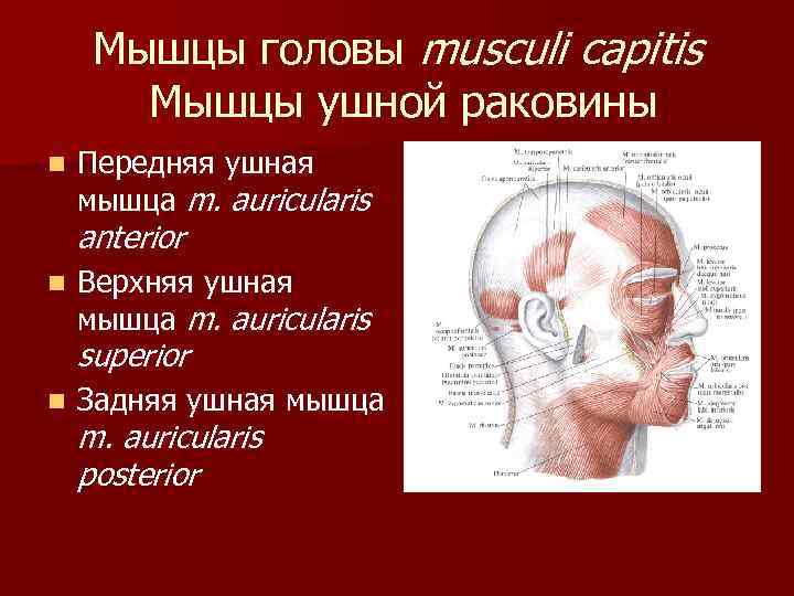 Мышцы головы musculi capitis Мышцы ушной раковины n Передняя ушная мышца m. auricularis anterior