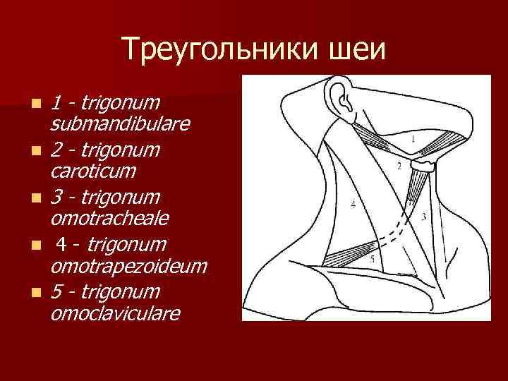 Треугольники шеи n n n 1 - trigonum submandibulare 2 - trigonum caroticum 3