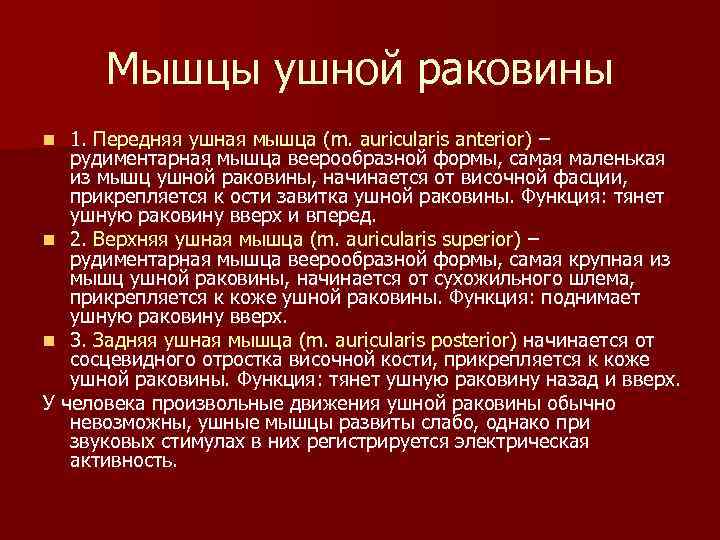 Мышцы ушной раковины 1. Передняя ушная мышца (m. auricularis anterior) – рудиментарная мышца веерообразной