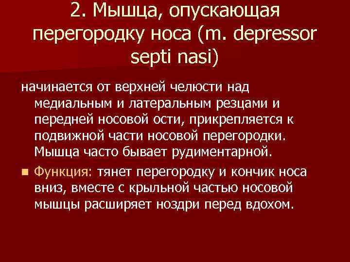 2. Мышца, опускающая перегородку носа (m. depressor septi nasi) начинается от верхней челюсти над