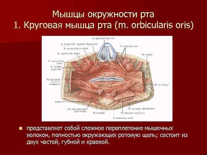 Мышцы окружности рта 1. Круговая мышца рта (m. orbicularis oris) n представляет собой сложное