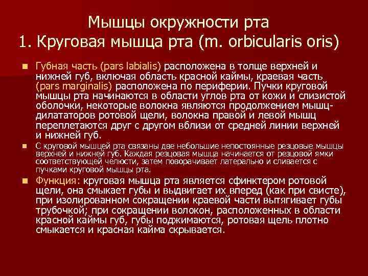 Мышцы окружности рта 1. Круговая мышца рта (m. orbicularis oris) n n n Губная