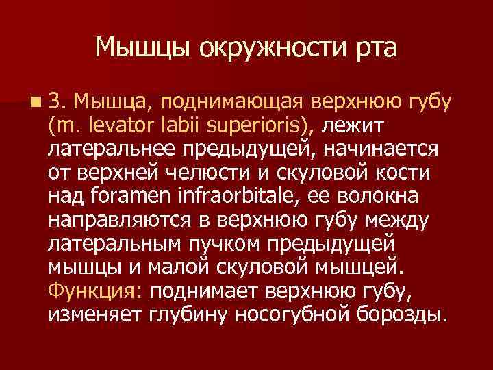 Мышцы окружности рта n 3. Mышца, поднимающая верхнюю губу (m. levator labii superioris), лежит