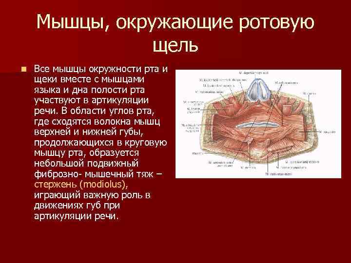 Мышцы, окружающие ротовую щель n Все мышцы окружности рта и щеки вместе с мышцами