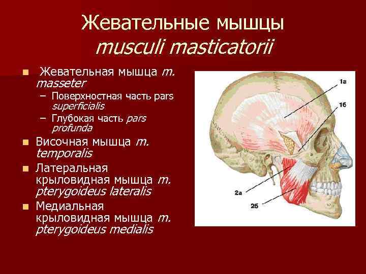 Жевательные мышцы musculi masticatorii n Жевательная мышца m. masseter – Поверхностная часть pars superficialis