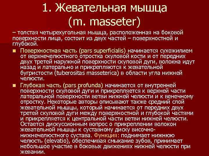 1. Жевательная мышца (m. masseter) – толстая четырехугольная мышца, расположенная на боковой поверхности лица,