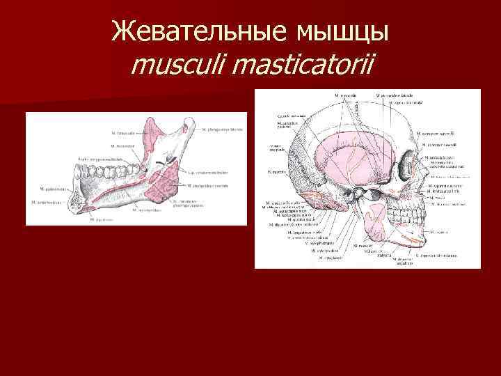 Жевательные мышцы musculi masticatorii 