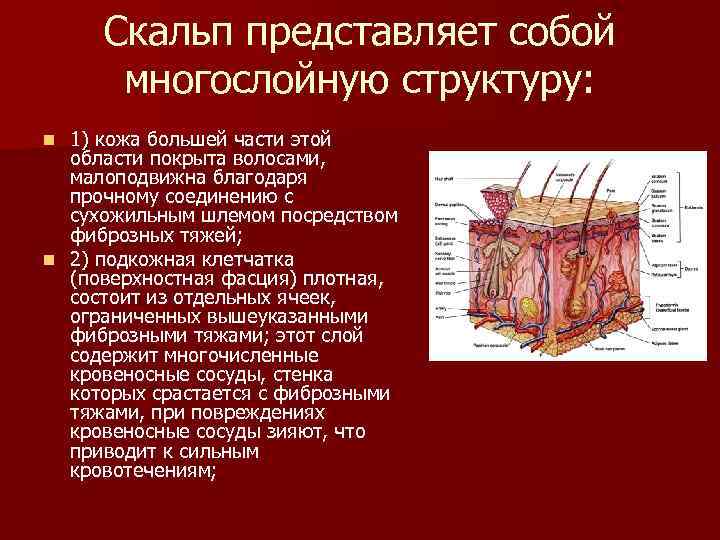 Скальп представляет собой многослойную структуру: 1) кожа большей части этой области покрыта волосами, малоподвижна