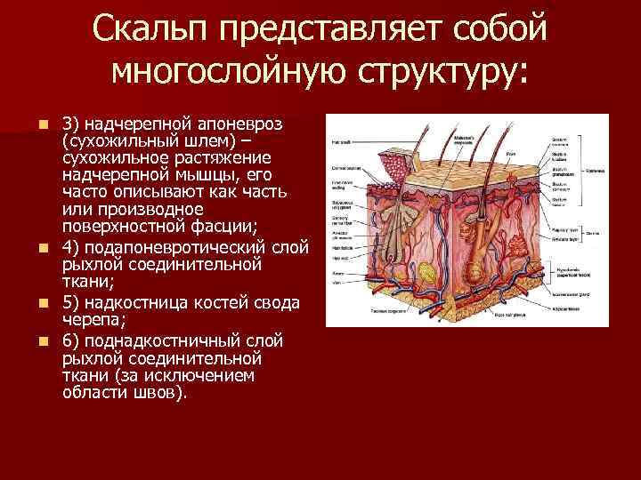 Скальп представляет собой многослойную структуру: 3) надчерепной апоневроз (сухожильный шлем) – сухожильное растяжение надчерепной