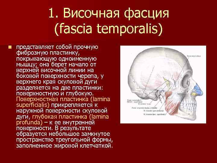 1. Височная фасция (fascia temporalis) n представляет собой прочную фиброзную пластинку, покрывающую одноименную мышцу;