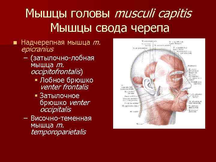 Мышцы головы musculi capitis Мышцы свода черепа n Надчерепная мышца m. epicranius – (затылочно-лобная