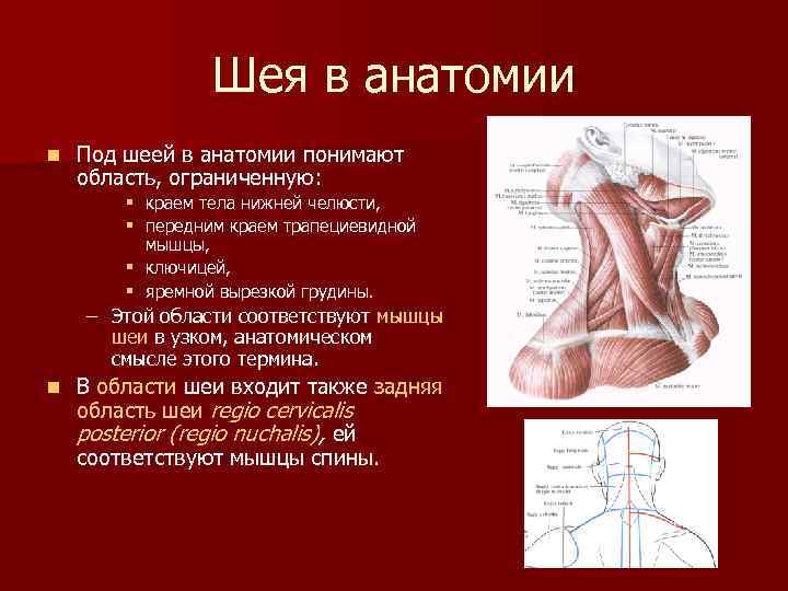 Шея в анатомии n Под шеей в анатомии понимают область, ограниченную: § краем тела