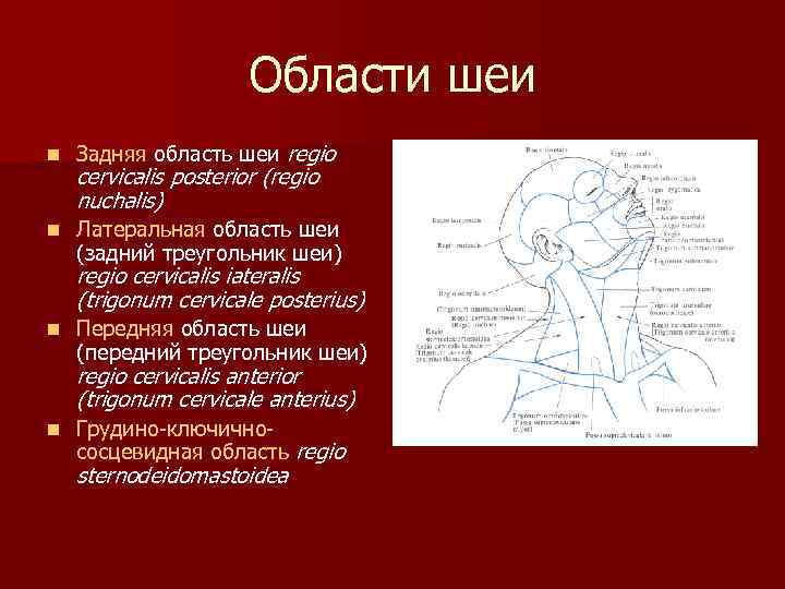 Области шеи n Задняя область шеи regio n Латеральная область шеи (задний треугольник шеи)